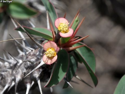 Euphorbia milii near Besoa Crown-of-Thorns,Euphorbia milii,Geotagged,Madagascar,Spring
