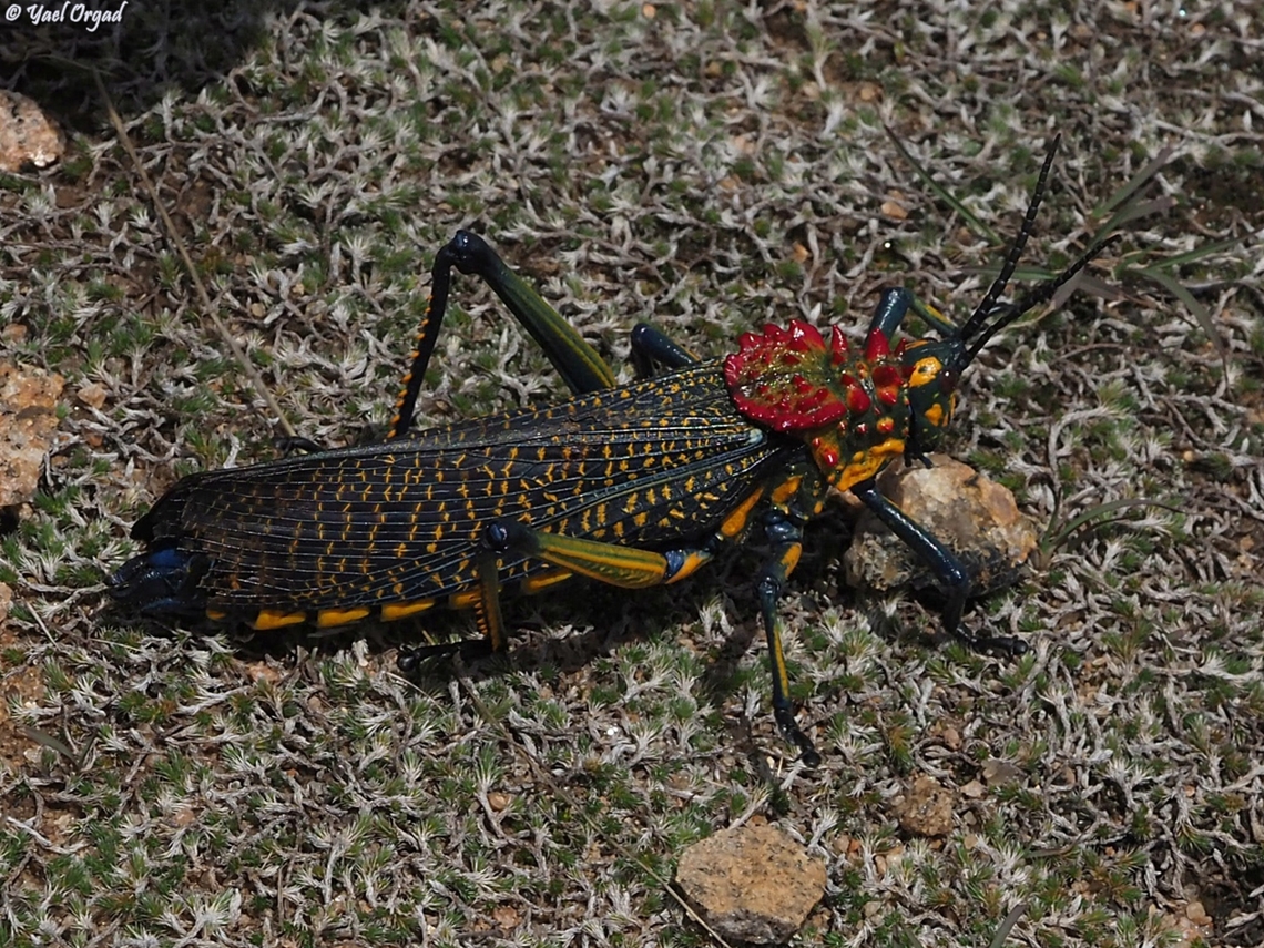 Phymateus saxosus  Geotagged,Madagascar,Phymateus saxosus,Rainbow Bush Locust,Spring