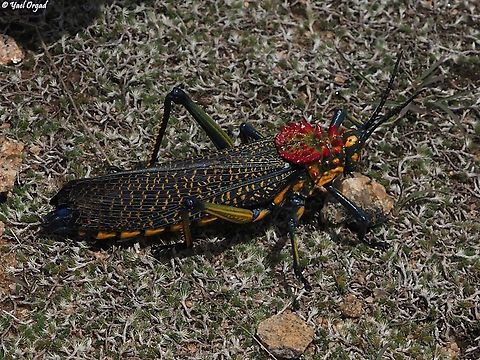 Phymateus saxosus  Geotagged,Madagascar,Phymateus saxosus,Rainbow Bush Locust,Spring