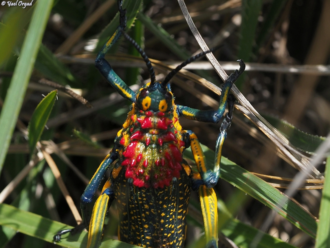 Phymateus saxosus  Geotagged,Madagascar,Phymateus saxosus,Rainbow Bush Locust,Spring