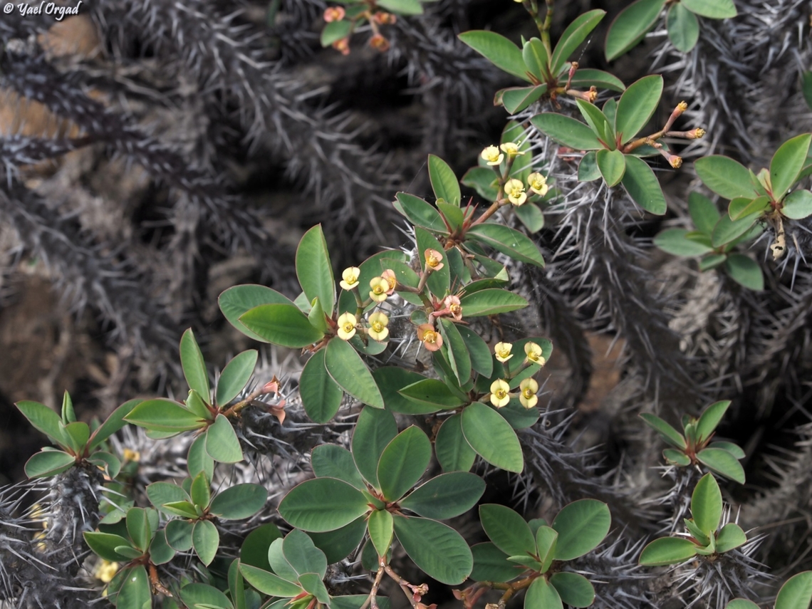 Euphorbia milii  Crown-of-Thorns,Euphorbia milii,Geotagged,Madagascar,Spring