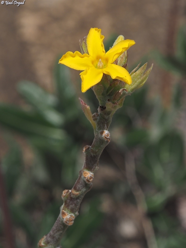 Pachypodium densiflorum  Geotagged,Madagascar,Pachypodium densiflorum,Spring