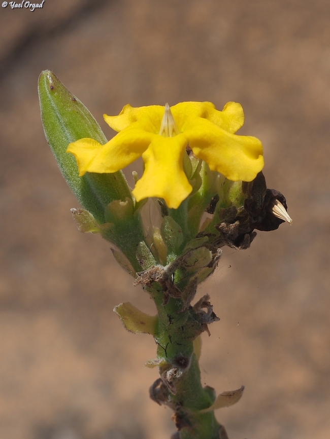 Pachypodium densiflorum  Geotagged,Madagascar,Pachypodium densiflorum,Spring