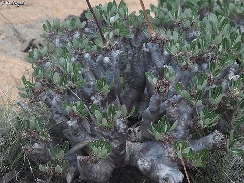 Pachypodium densiflorum  Geotagged,Madagascar,Pachypodium densiflorum,Spring