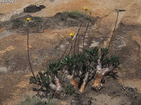 Pachypodium densiflorum  Geotagged,Madagascar,Pachypodium densiflorum,Spring