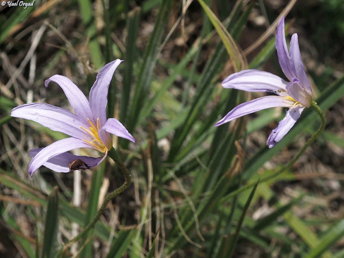 Xerophyta dasylirioides  Geotagged,Madagascar,Spring,Xerophyta dasylirioides