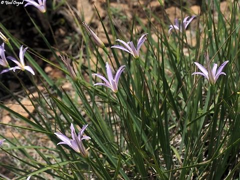 Xerophyta dasylirioides  Geotagged,Madagascar,Spring,Xerophyta dasylirioides