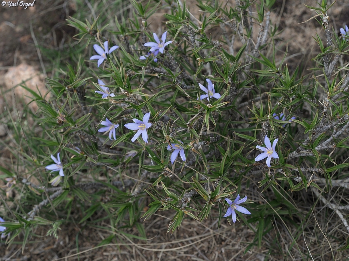 Xerophyta sessiliflora  Geotagged,Madagascar,Spring,Xerophyta sessiliflora
