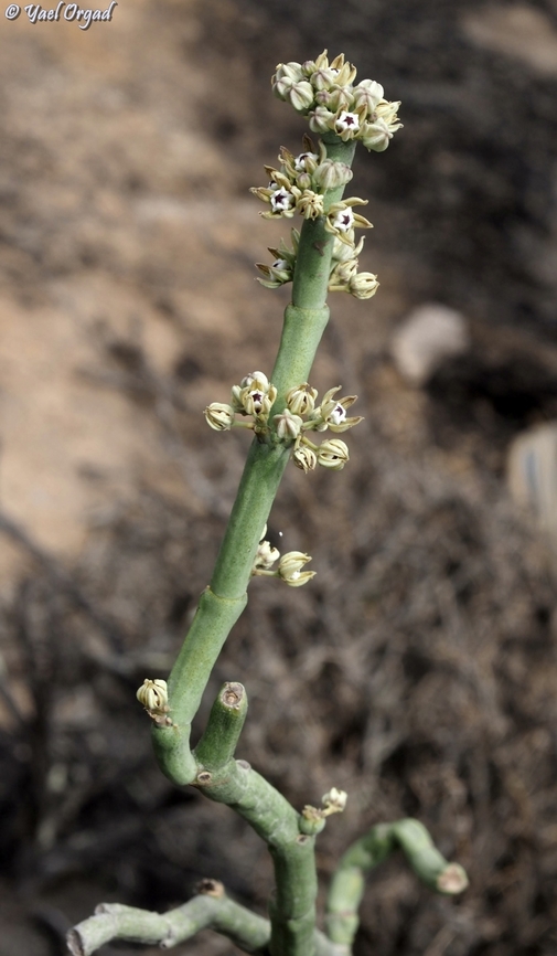Cynanchum perrieri near Zazafotsy Cynanchum perrieri,Geotagged,Madagascar,Spring