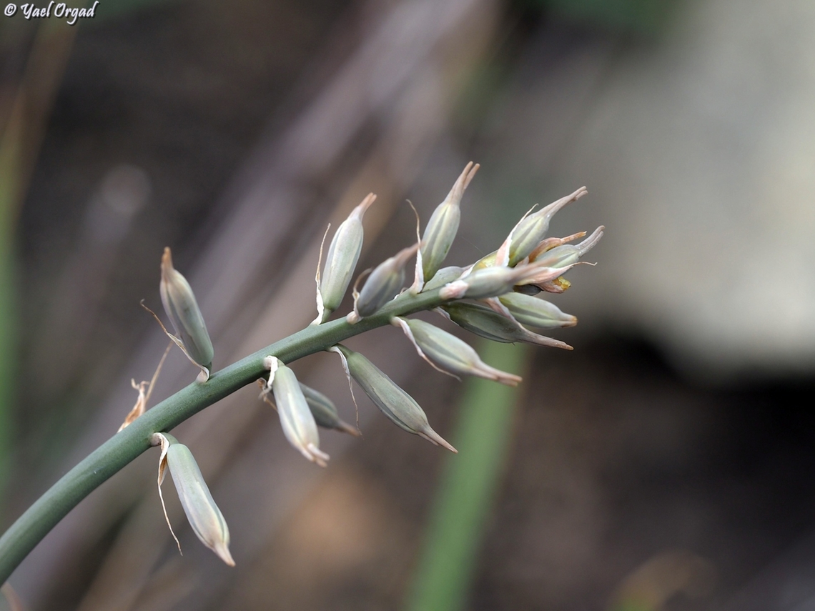Dipcadi_cowanii-PB282380  Dipcadi cowanii,Geotagged,Madagascar,Spring