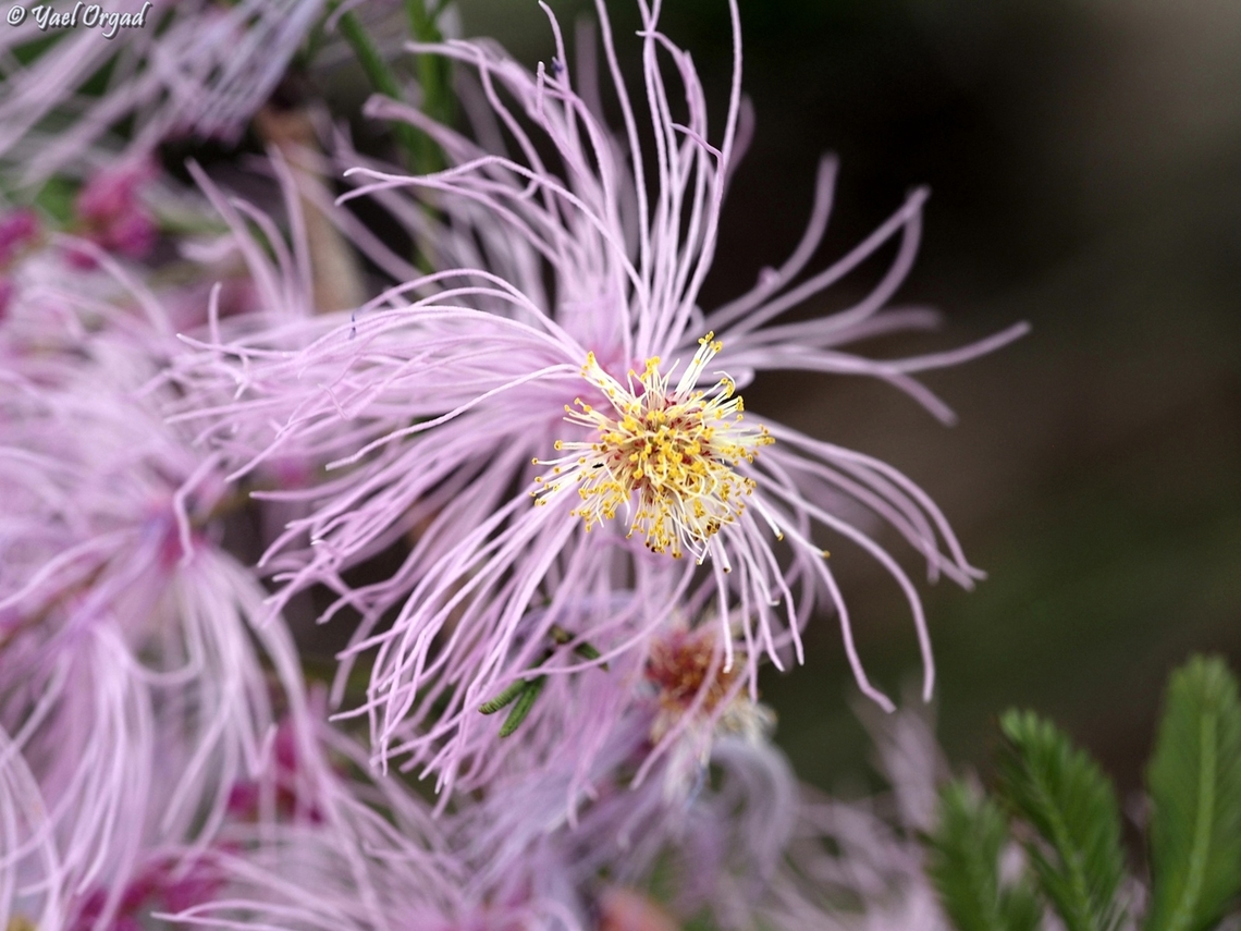 Dichrostachys tenuifolia  Dichrostachys tenuifolia,Geotagged,Madagascar,Spring