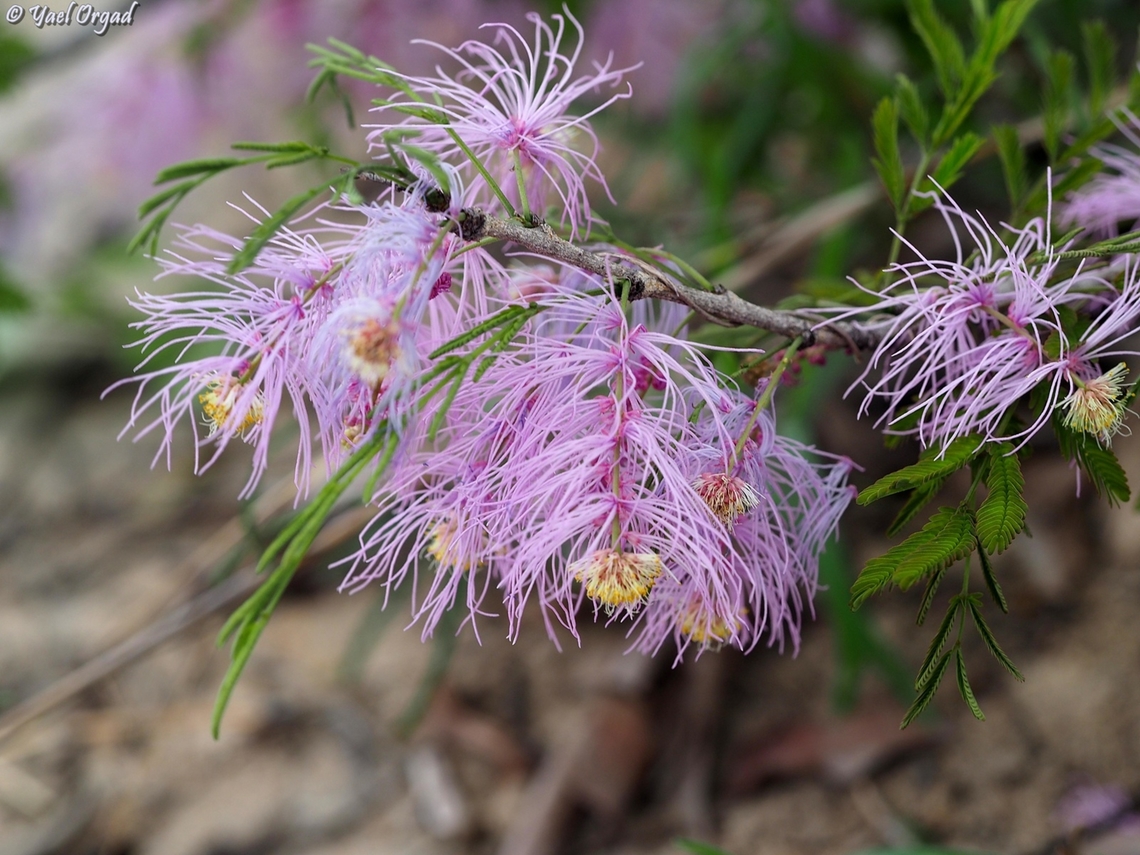 Dichrostachys tenuifolia  Dichrostachys tenuifolia,Geotagged,Madagascar,Spring