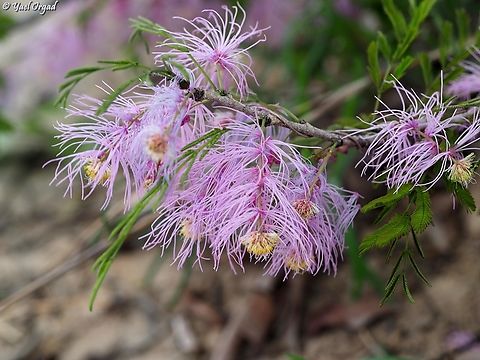 Dichrostachys tenuifolia  Dichrostachys tenuifolia,Geotagged,Madagascar,Spring