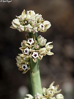 Cynanchum perrieri near Zazafotsy Cynanchum perrieri,Geotagged,Madagascar,Spring