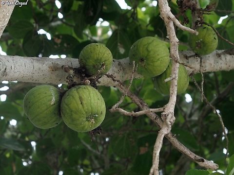 Ficus polita - fruit  Ficus polita,Geotagged,Madagascar,Spring