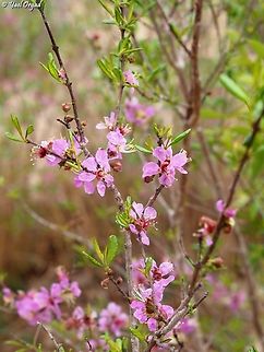 Koehneria madagascariensis  Geotagged,Koehneria madagascariensis,Madagascar,Spring