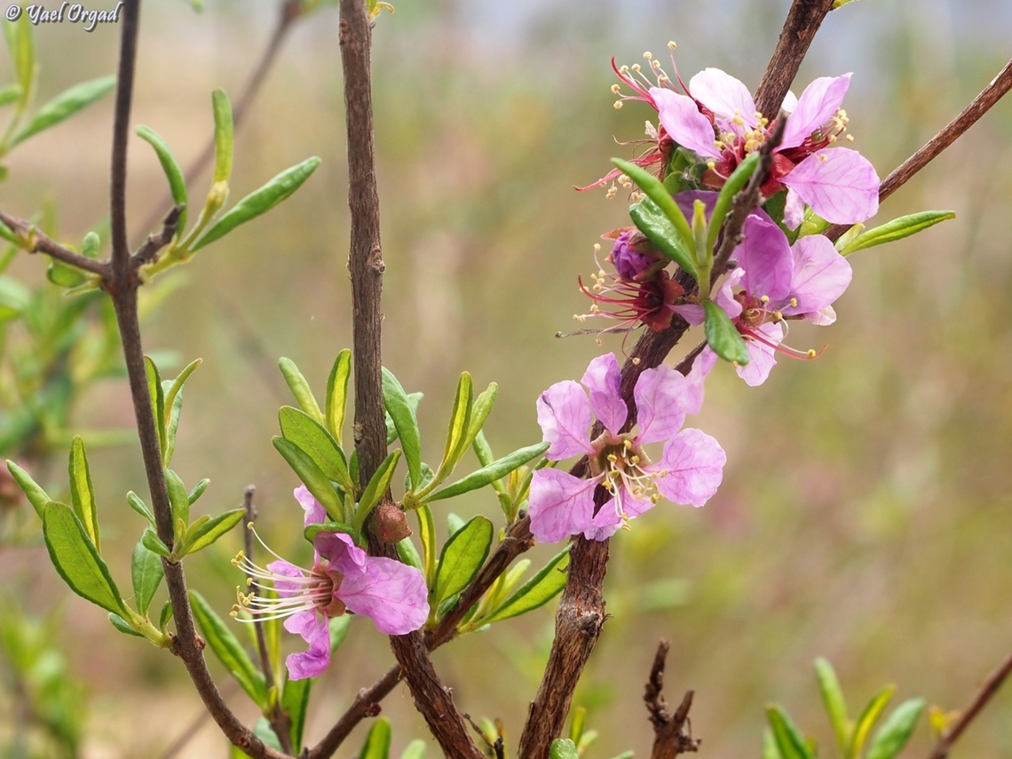 Koehneria madagascariensis  Geotagged,Koehneria madagascariensis,Madagascar,Spring