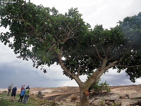 Ficus polita  Ficus polita,Geotagged,Madagascar,Spring
