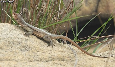 Oplurus grandidieri  Geotagged,Grandidier's Madagascar Swift,Madagascar,Oplurus grandidieri,Spring