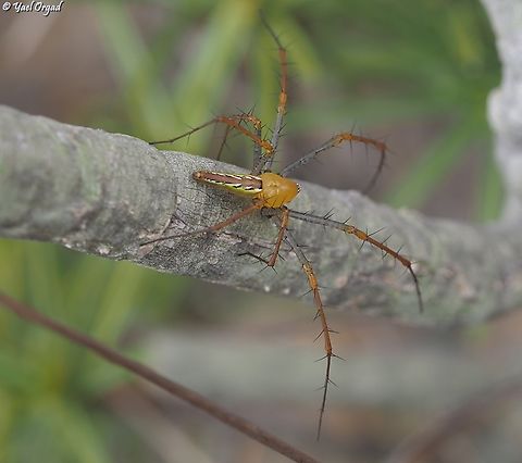 Peucetia lucasi  Geotagged,Madagascar,Madagascar Green Lynx Spider,Peucetia lucasi,Spring