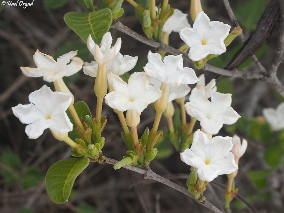 Mascarenhasia lisianthiflora  Geotagged,Madagascar,Mascarenhasia lisianthiflora,Spring