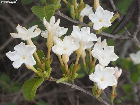 Mascarenhasia lisianthiflora  Geotagged,Madagascar,Mascarenhasia lisianthiflora,Spring