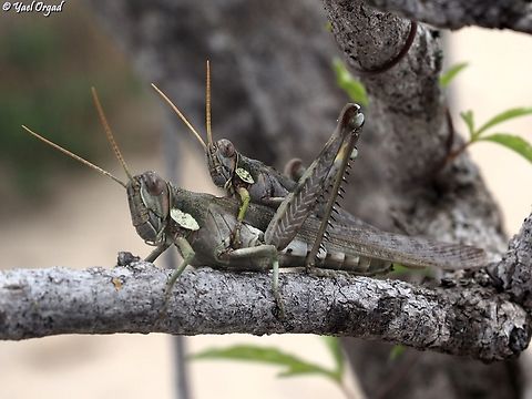 Rhadinacris schistocercoides mating  Geotagged,Madagascar,Rhadinacris schistocercoides,Spring