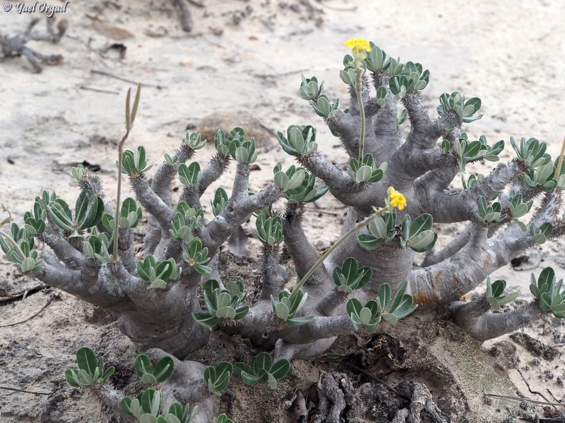 Pachypodium densiflorum  Geotagged,Madagascar,Pachypodium densiflorum,Spring