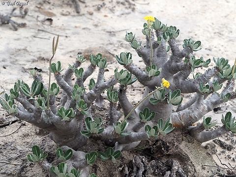 Pachypodium densiflorum  Geotagged,Madagascar,Pachypodium densiflorum,Spring