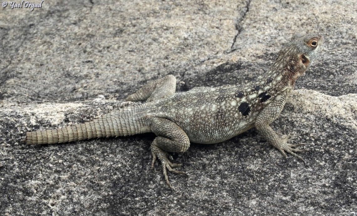 Oplurus quadrimaculatus  Dum&eacute;ril's Madagascar Swift,Geotagged,Madagascar,Oplurus quadrimaculatus,Spring