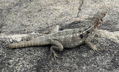 Oplurus quadrimaculatus  Dum&eacute;ril's Madagascar Swift,Geotagged,Madagascar,Oplurus quadrimaculatus,Spring