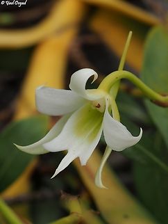 Sobennikoffia humbertiana  Geotagged,Madagascar,Sobennikoffia humbertiana,Spring