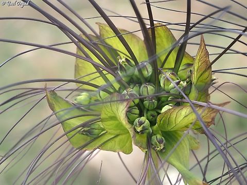 Tacca leontopetaloides  Geotagged,Madagascar,Polynesian Arrowroot,Spring,Tacca leontopetaloides