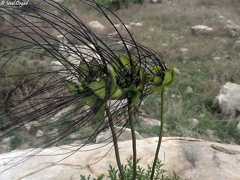 Tacca leontopetaloides  Geotagged,Madagascar,Polynesian Arrowroot,Spring,Tacca leontopetaloides