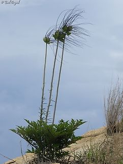 Tacca leontopetaloides  Geotagged,Madagascar,Polynesian Arrowroot,Spring,Tacca leontopetaloides
