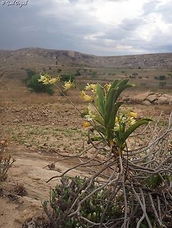 Sobennikoffia humbertiana  Geotagged,Madagascar,Sobennikoffia humbertiana,Spring