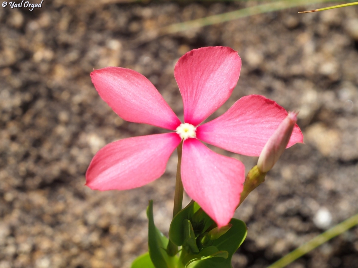 Catharanthus ovalis  Catharanthus ovalis,Geotagged,Madagascar,Spring