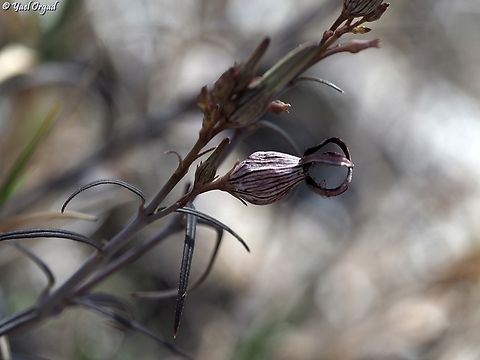 Ceropegia dimorpha  Ceropegia dimorpha,Geotagged,Madagascar,Spring