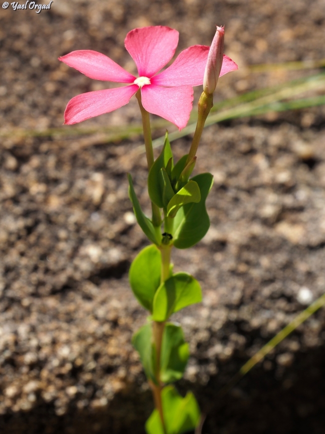 Catharanthus ovalis  Catharanthus ovalis,Geotagged,Madagascar,Spring