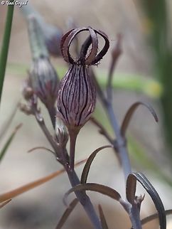 Ceropegia dimorpha  Ceropegia dimorpha,Geotagged,Madagascar,Spring