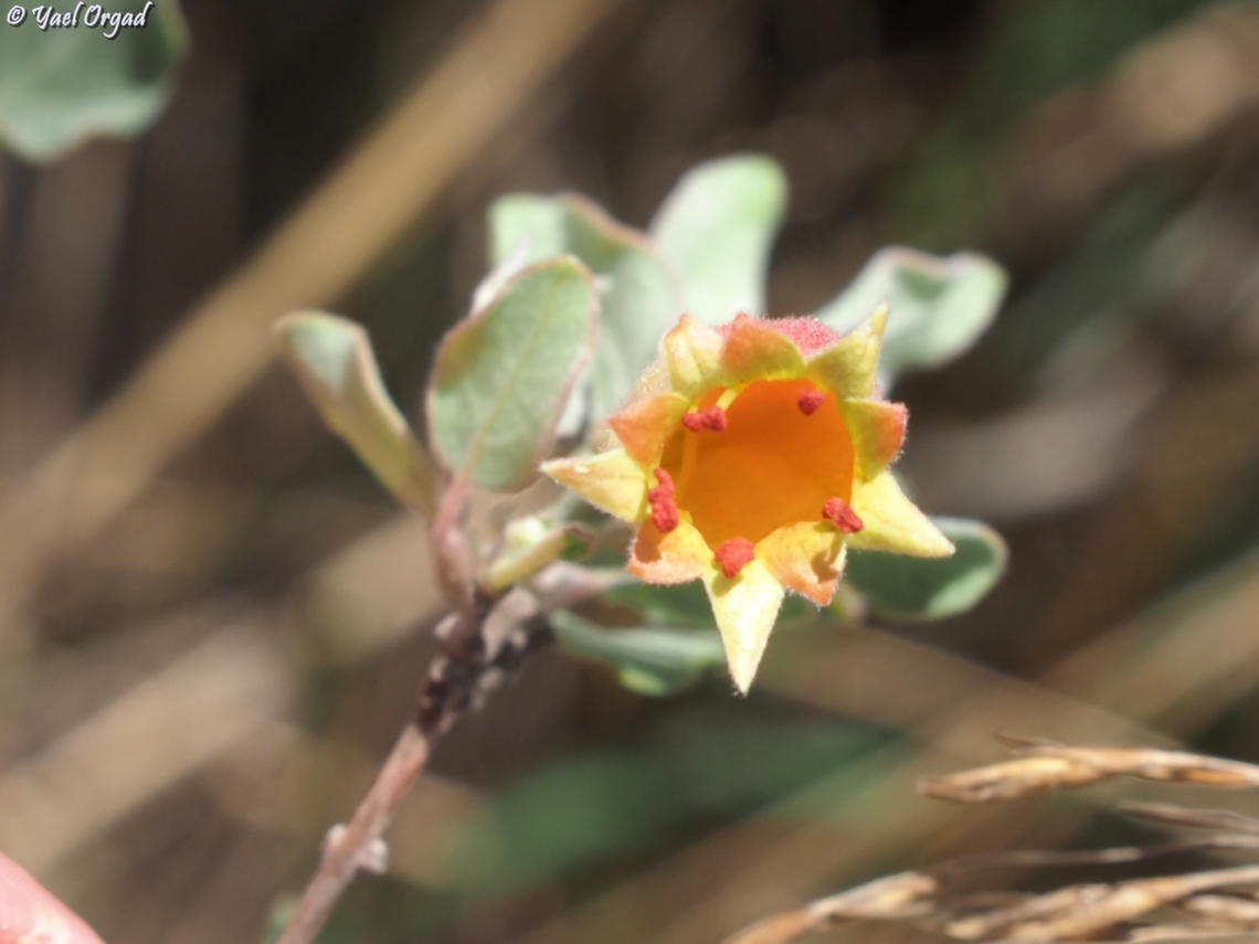 Combretum grandidieri looking at a flower from below...  Combretum grandidieri,Geotagged,Madagascar,Spring