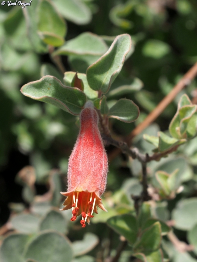 Combretum grandidieri  Combretum grandidieri,Geotagged,Madagascar,Spring