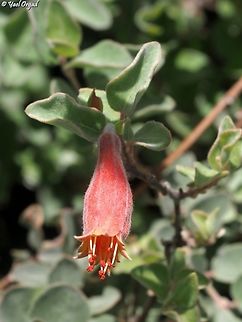 Combretum grandidieri  Combretum grandidieri,Geotagged,Madagascar,Spring