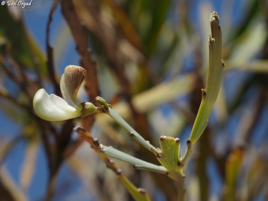 Tephrosia phylloxylon  Geotagged,Madagascar,Spring,Tephrosia phylloxylon