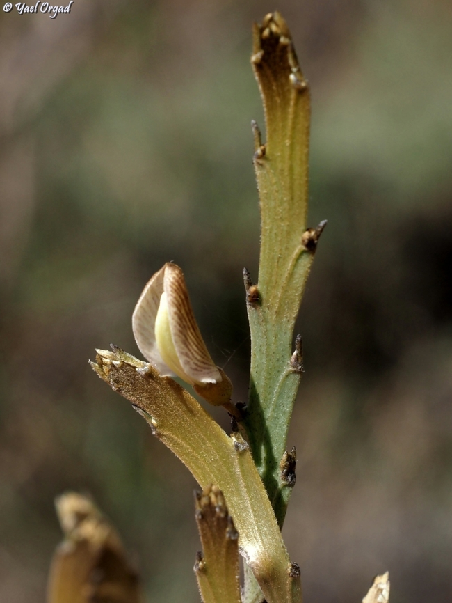 Tephrosia phylloxylon  Geotagged,Madagascar,Spring,Tephrosia phylloxylon