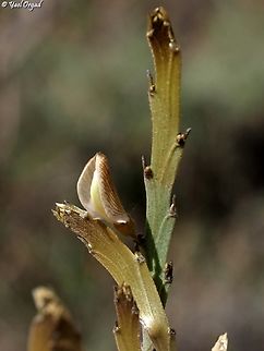 Tephrosia phylloxylon  Geotagged,Madagascar,Spring,Tephrosia phylloxylon