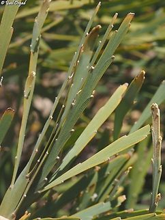 Tephrosia phylloxylon - the Phyloclades  Geotagged,Madagascar,Spring,Tephrosia phylloxylon