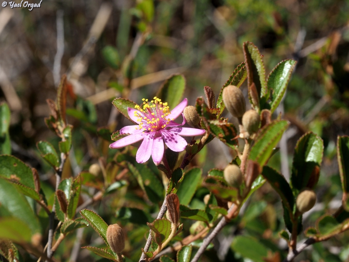 Grewia douliotii  Geotagged,Grewia douliotii,Madagascar,Spring
