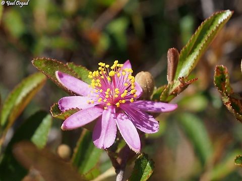 Grewia douliotii  Geotagged,Grewia douliotii,Madagascar,Spring