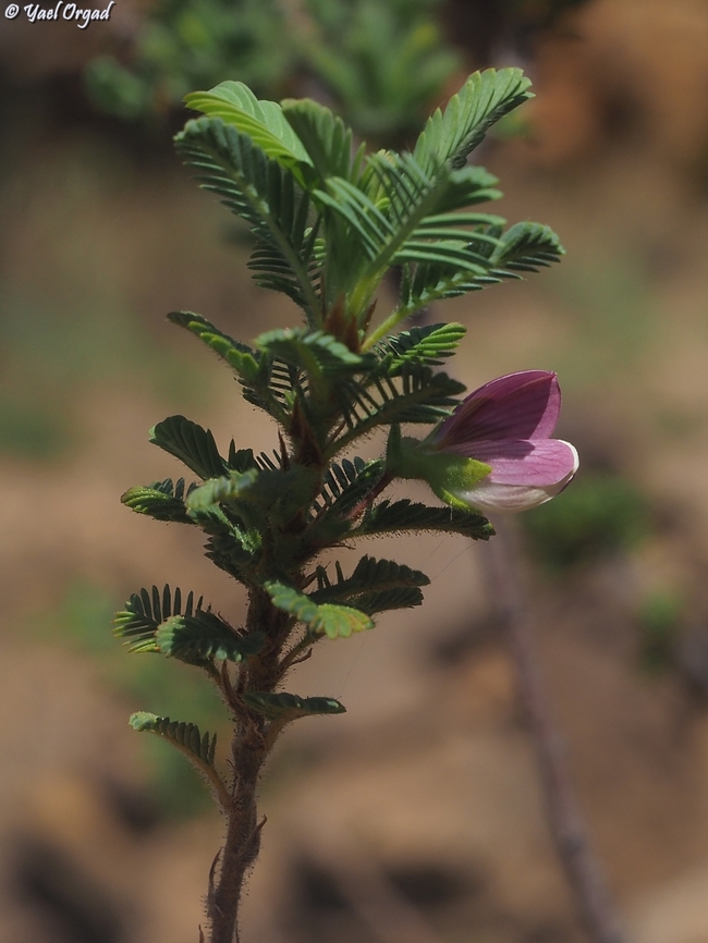 Kotschya perrieri  Geotagged,Kotschya perrieri,Madagascar,Spring